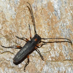Phytoecia virgula