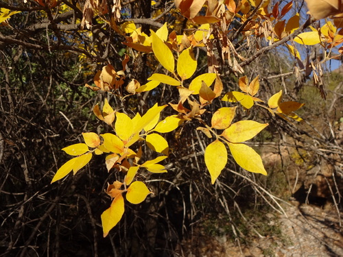 Fraxinus velutina
