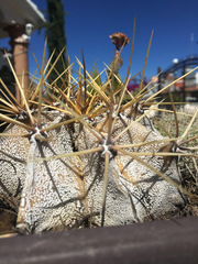 Astrophytum