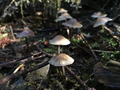 Mycena tenax