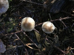 Mycena tenax