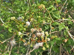 Mimosa bahamensis