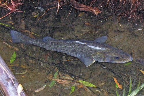 Creole perch (Percichthys trucha) — Percichthyidae — 4
