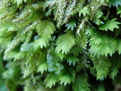 Fissidens serrulatus