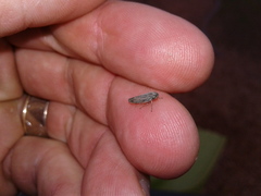 Graphocephala confluens