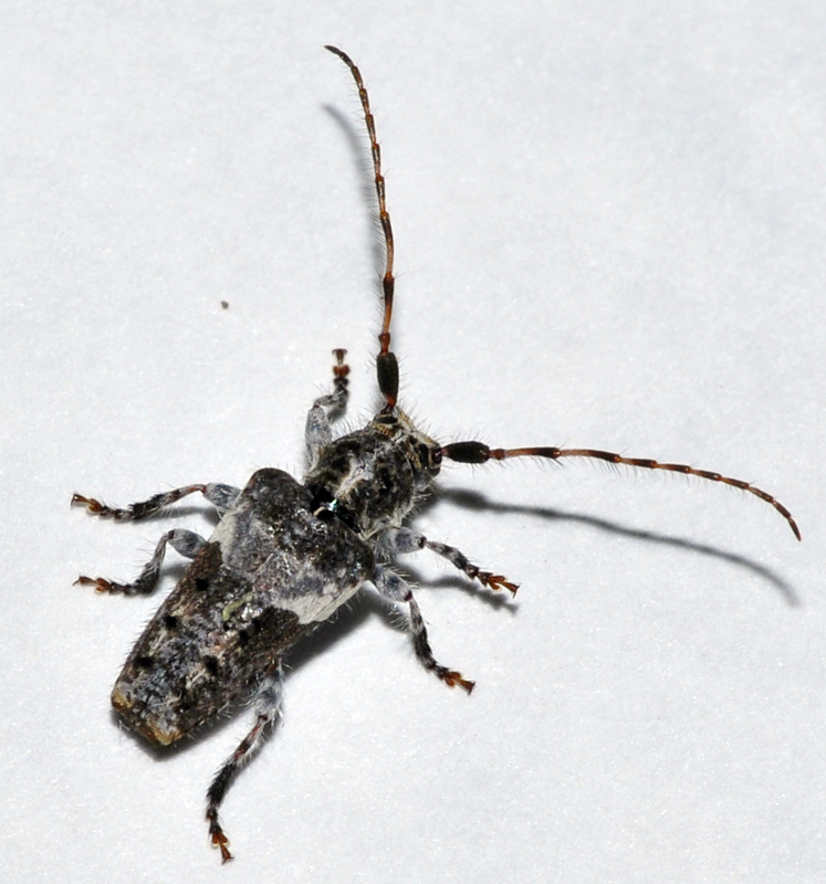 Pogonocherus sturanii