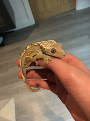 Correlophus ciliatus
