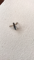 Anabarhynchus niveus