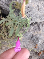 Penstemon richardsonii