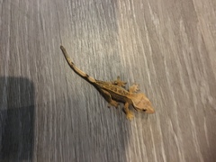 Correlophus ciliatus