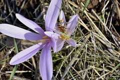 Colchicum hierosolymitanum