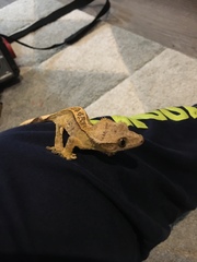 Correlophus ciliatus
