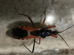 Ectomocoris ornatus