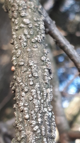 Aceria heteronyx