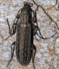 Sparedrus lencinae