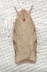 Euchaetis inceptella