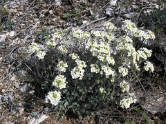Schivereckia podolica