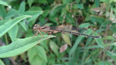 Platycnemis phyllopoda