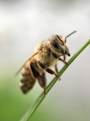 Apis mellifera