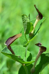 Aristolochia rotunda