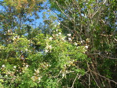 Mimosa bahamensis