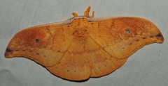 Syntherata janetta