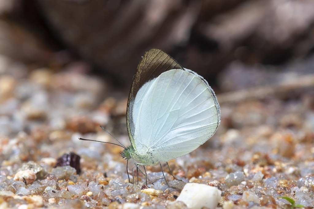 Phrissura aegis
