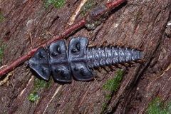 Platerodrilus ruficollis