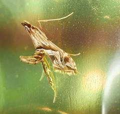 Lineodes fontella