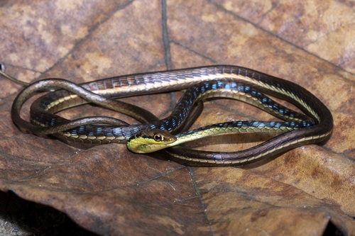 Haas’s Bronzeback snake, Dendrelaphis haasi