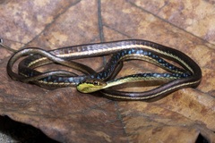 Dendrelaphis haasi