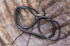 Dendrelaphis haasi