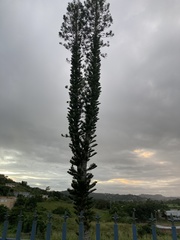 Eutacta