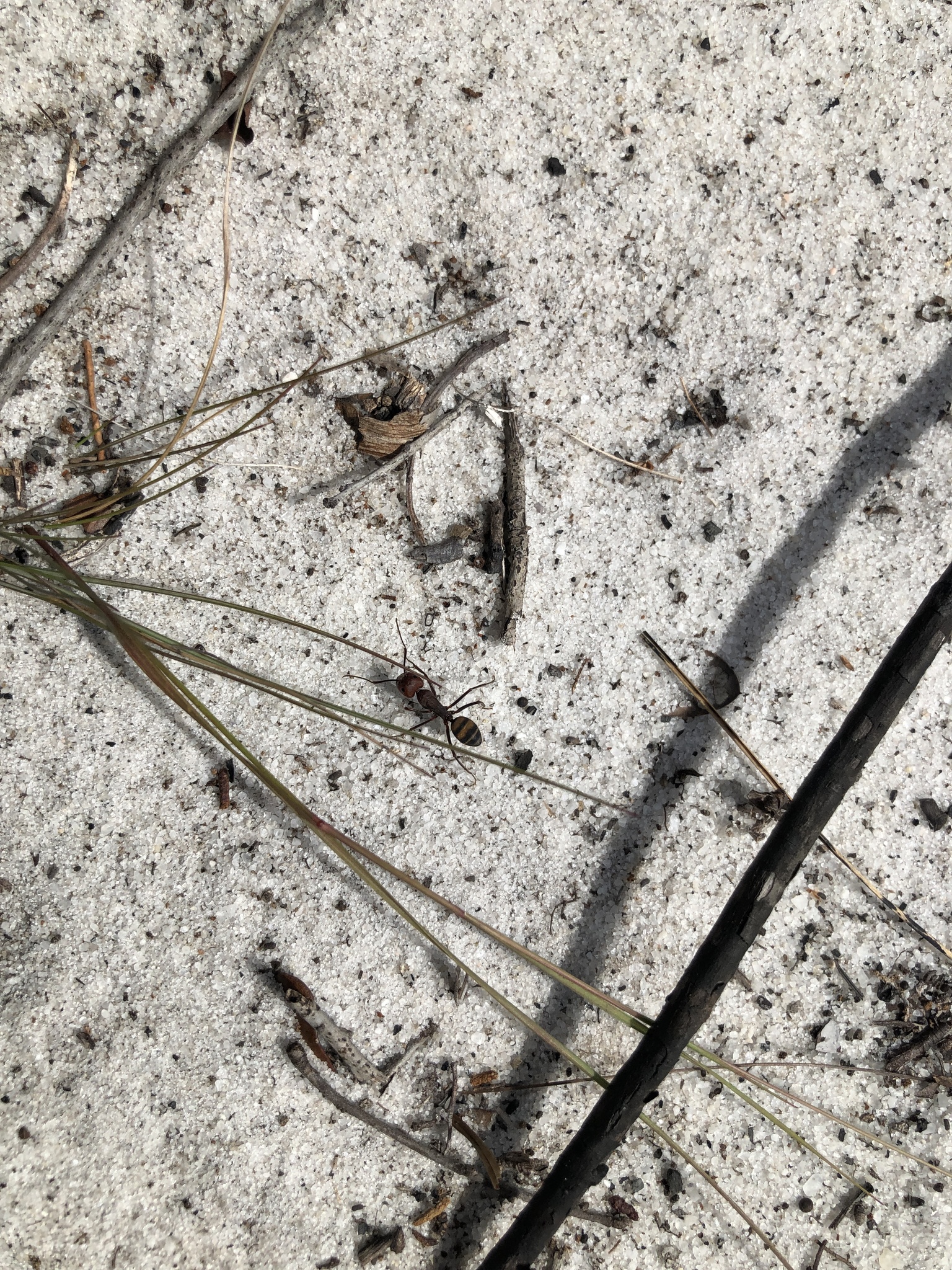 Camponotus socius