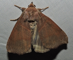 Bastilla hamatilis
