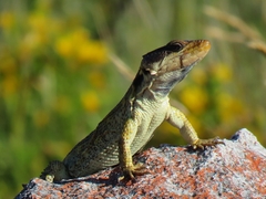 Pseudocordylus microlepidotus