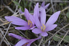 Colchicum
