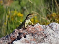 Pseudocordylus microlepidotus
