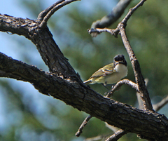 Vireo atricapilla
