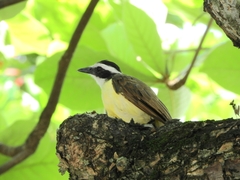Pitangus sulphuratus