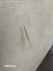 Bistanta mexicana