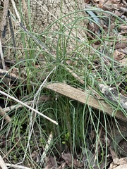 Allium