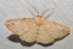 Syneora lithina