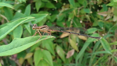 Platycnemis phyllopoda