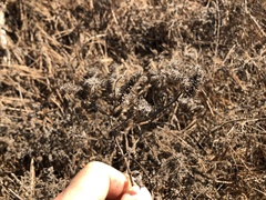 Phacelia ramosissima austrolitoralis