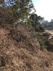 Phacelia ramosissima austrolitoralis