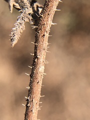 Phacelia ramosissima austrolitoralis