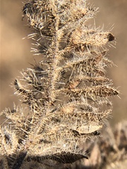 Phacelia ramosissima austrolitoralis