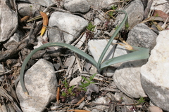 Muscari macrocarpum