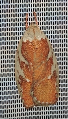 Euchaetis rhizobola